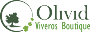 Olivid Viveros Boutique